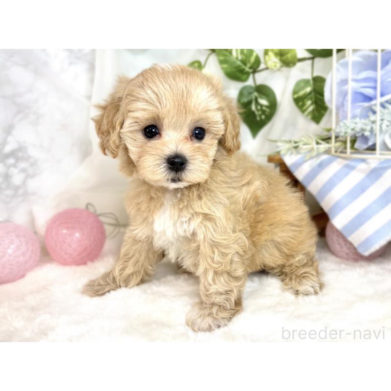 成約済の滋賀県のマルプー:マルチーズ×トイプードル-408984の3枚目